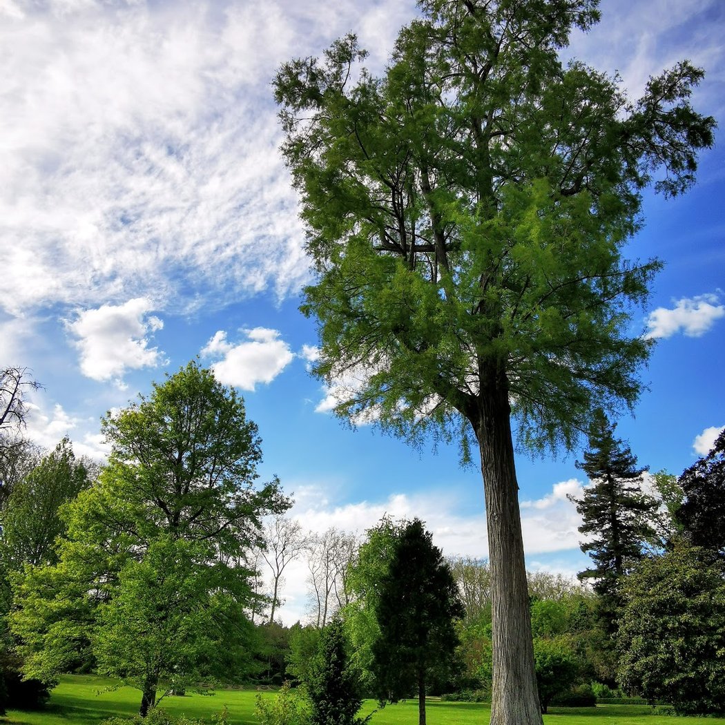 Jardin du Roi 1